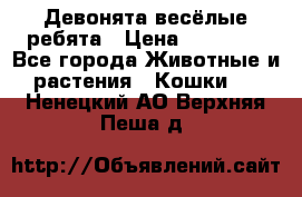 Девонята весёлые ребята › Цена ­ 25 000 - Все города Животные и растения » Кошки   . Ненецкий АО,Верхняя Пеша д.